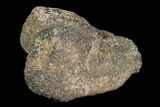Bargain, Fossil Hadrosaur Bone - Aguja Formation, Texas #116507-2